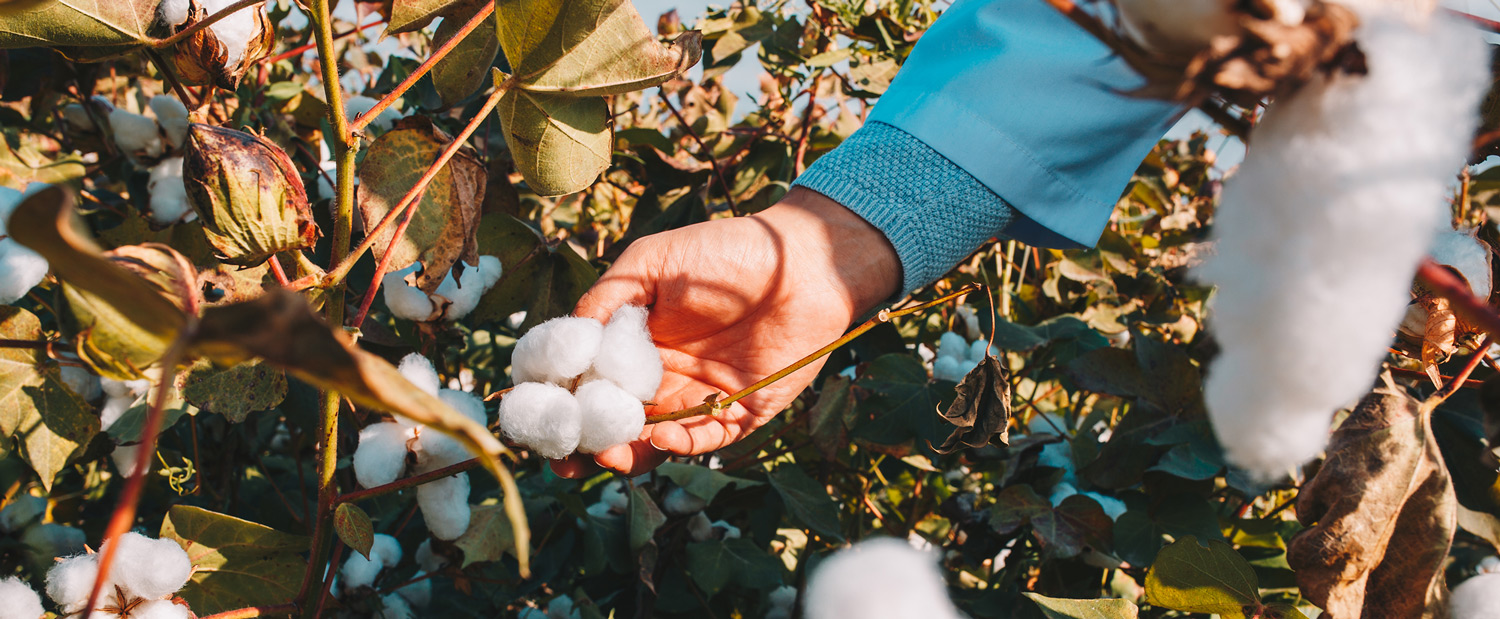 taking-cotton-from-the-branch-by-farmer-cut-2